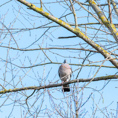 Wood Pigeon Perched in a Tree