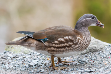 Closeup of a Female Mandarin Duck