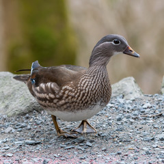 Closeup of a Female Mandarin Duck