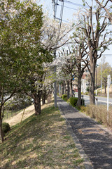 多摩市乞田川の桜並木　東京都多摩市