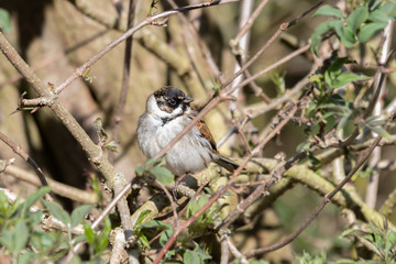 Tree Sparrow on a Tree Branch