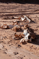 Сamel skeleton lying on the sand in the desert