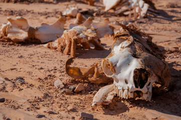Сamel skeleton lying on the sand in the desert