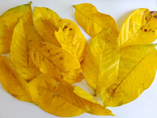 Naklejka premium Yellow leaves