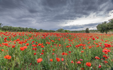 field of poppies