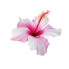 Realistic light pink hibiscus. The symbol of rare elegant beauty.