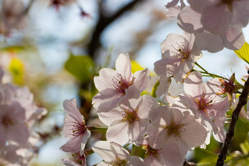 桜の花　東京都多摩市乞田川
