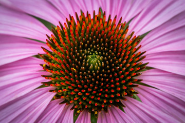 Obraz premium Flower