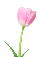 Fresh Spring Tulip Flower. Pink tulip with leaf isolated on a white background