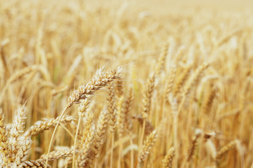 Wheat field under cloudy blue sky in Ukraine