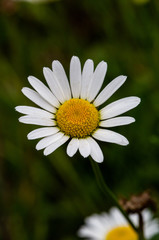 Obraz premium Flower