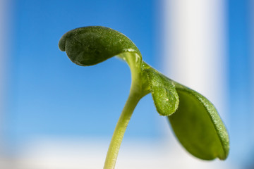Plant sprout close-up against a blue sky in bright sunlight. Bright spring photography, suitable...