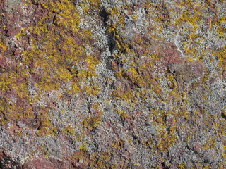 yellow and green lichens growing on red sandstone rock