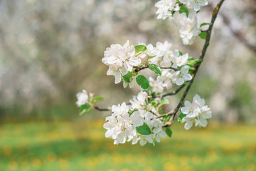 Apple blossoms in spring on on natural blurred background. Beautiful apple tree branch against the background of a garden and a flowering meadow. Elegant and beauty of spring season, copy space