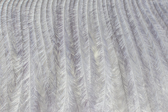 Gray decorative feather close-up, beautiful delicate texture. The image is great as a background, it is in gray tones. Visible fine texture of the feather, the whole picture looks abstract.