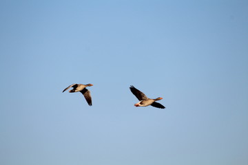 Freedom precious ducks in living life to its wide