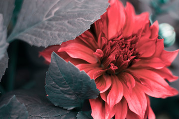 red flower