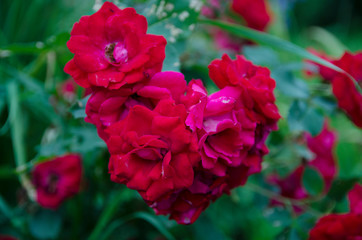 pink flowers in the garden