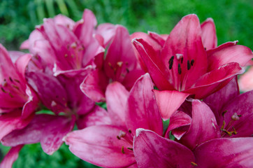 pink flower in the garden