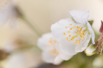 Fototapeta na wymiar Cherry blossom detail