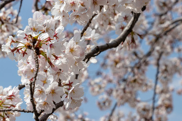 桜の花　東京都多摩市乞田川