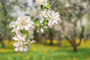 Apple blossoms in spring on on natural blurred background. Beautiful apple tree branch against the background of a garden and a flowering meadow. Elegant and beauty of spring season, copy space
