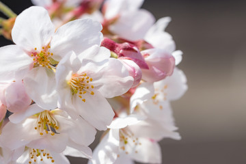 桜の花　東京都多摩市乞田川