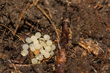 Dusky Arion Slug Eggs
