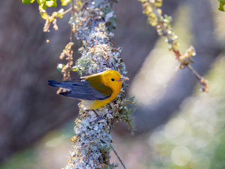 A brilliant golden yellow Prothonotary Warbler perches on a lichen and moss covered branch of a live oak tree as it forages for insects