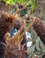 The top of the leaf fern is curled.