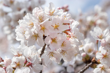 桜の花　東京都多摩市乞田川