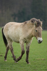 Przewalski horse portrait