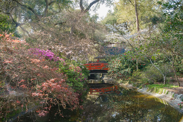 Beautiful flower blossom at Descanso Garden