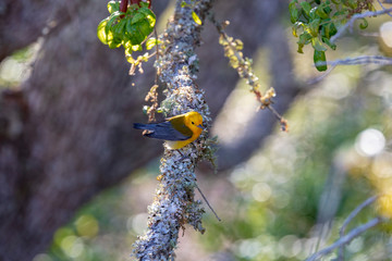 A brilliant golden yellow Prothonotary Warbler perches on a lichen and moss covered branch of a live oak tree as it forages for insects