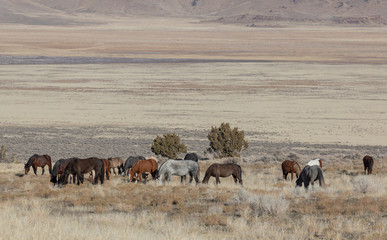 Obraz premium Wild Horses in Utah in WEinter