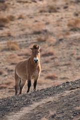 Przewalski horse portrait