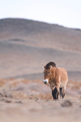 Przewalski horse portrait