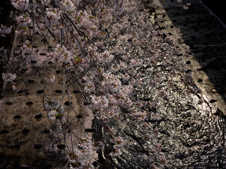 川面に映える桜