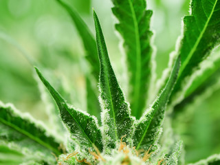 Cannabis, marijuana, master kush hemp bud close up
