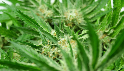 Cannabis, marijuana, master kush hemp bud close up