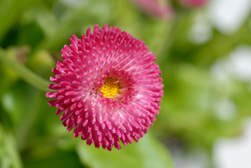 Daisy in the garden in early spring closeup