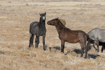 Fototapeta premium Wild Horses in Utah in WEinter