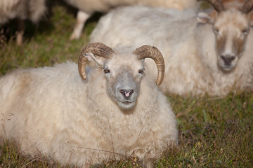 Cute big white ram sheep with long horns looking at you close up