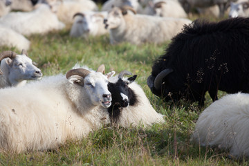 Cute big white and black ram sheeps in the herd with long horns looking at you close up.