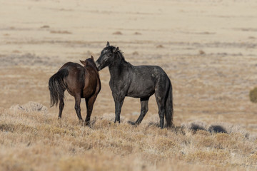 Wild Horses in Utah in WEinter