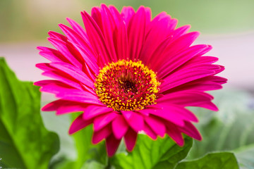 Fototapeta premium Purple gerbera flower on a blurred background