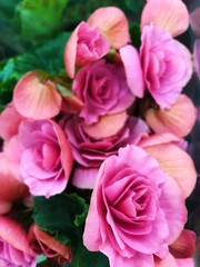 Obraz na płótnie Canvas Beautiful pink roses on the market view