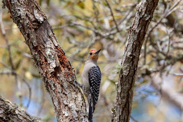 A solitary Red-bellied Woodpecker forages for insects along a limb of a live-oak tree