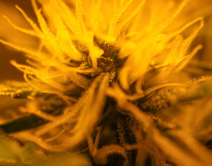Cannabis, Hanf, Marijuana, Blüten Nahaufnahme