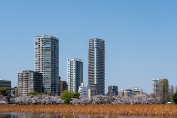 Obraz premium 上野の桜